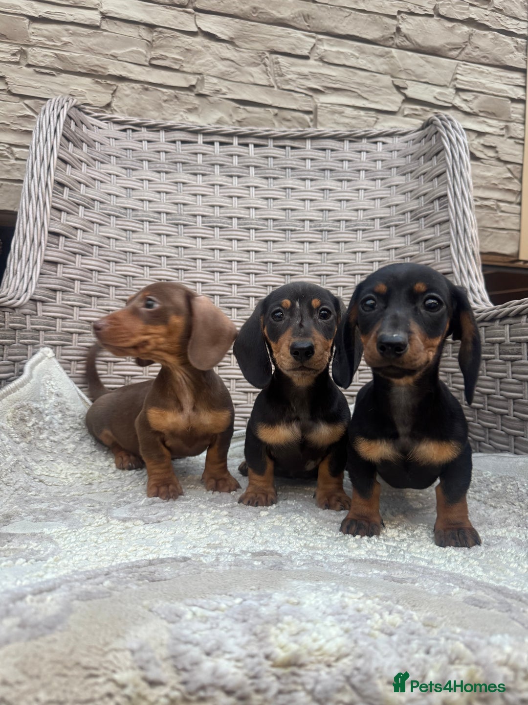 Miniature Dachshund dogs for sale: Miniature dachshunds (council licensed breeder) - Image 12