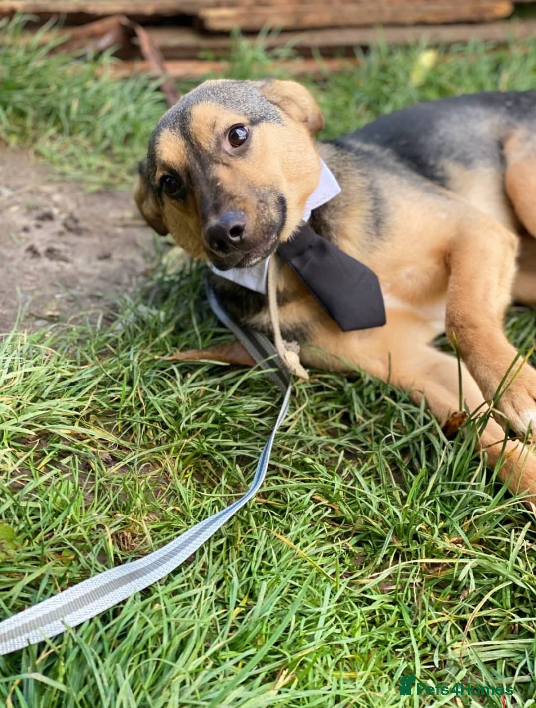 Mixed Breed dogs for adoption: 💙🐶 MOZART 🐶💙 - Advert 8