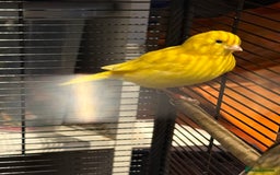 Canaries birds for sale: Male & female cannery for sale  - Image 12