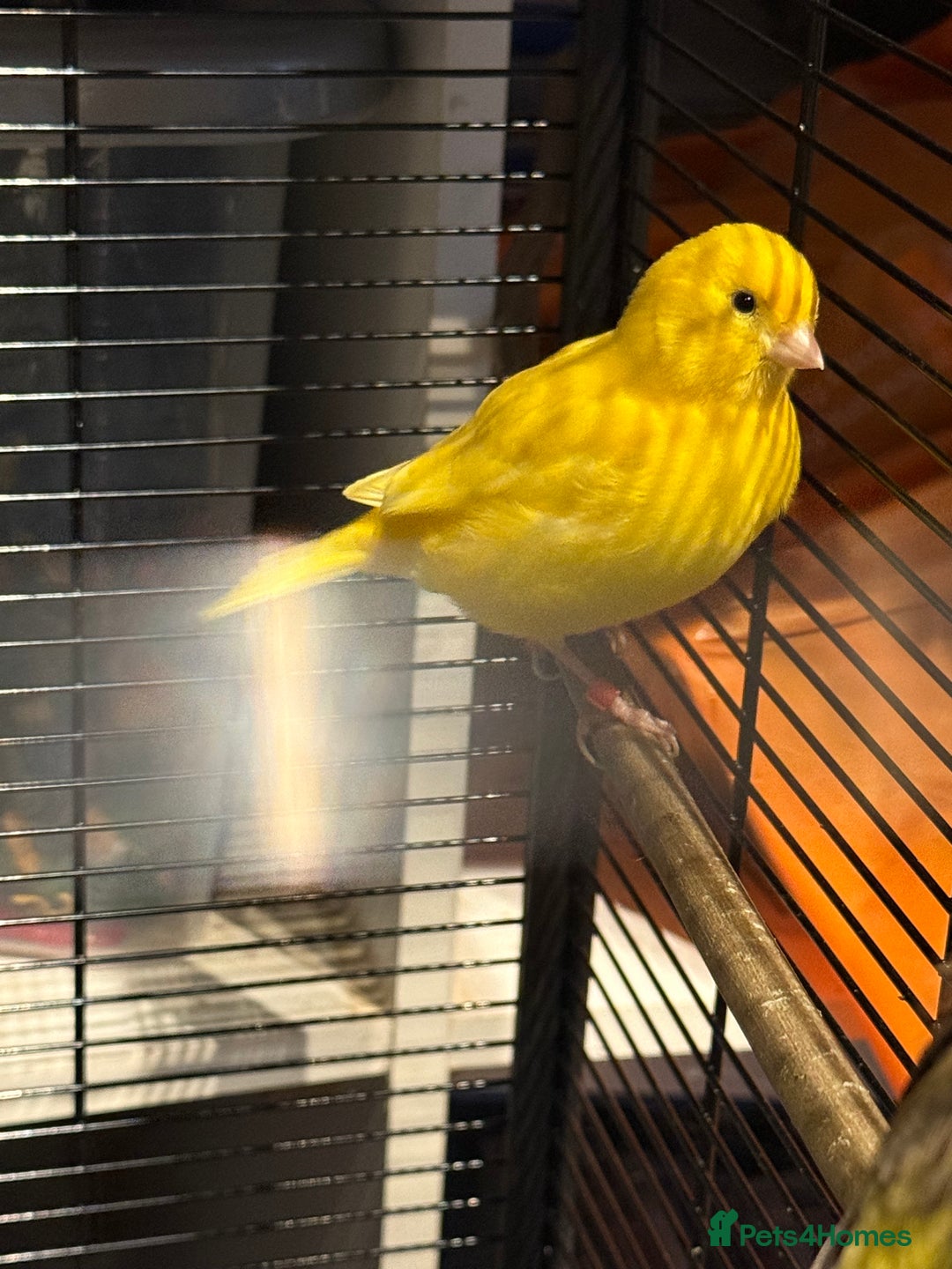 Canaries birds for sale: Male & female cannery for sale  - Image 12