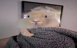 Mini Lion Lop rabbits for sale: Male lionlop - Image 2