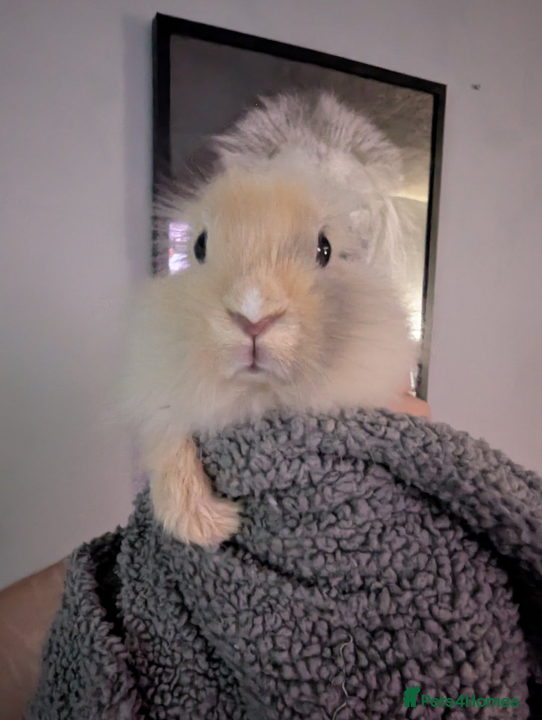 Mini Lion Lop rabbits for sale: Male lionlop - Image 2