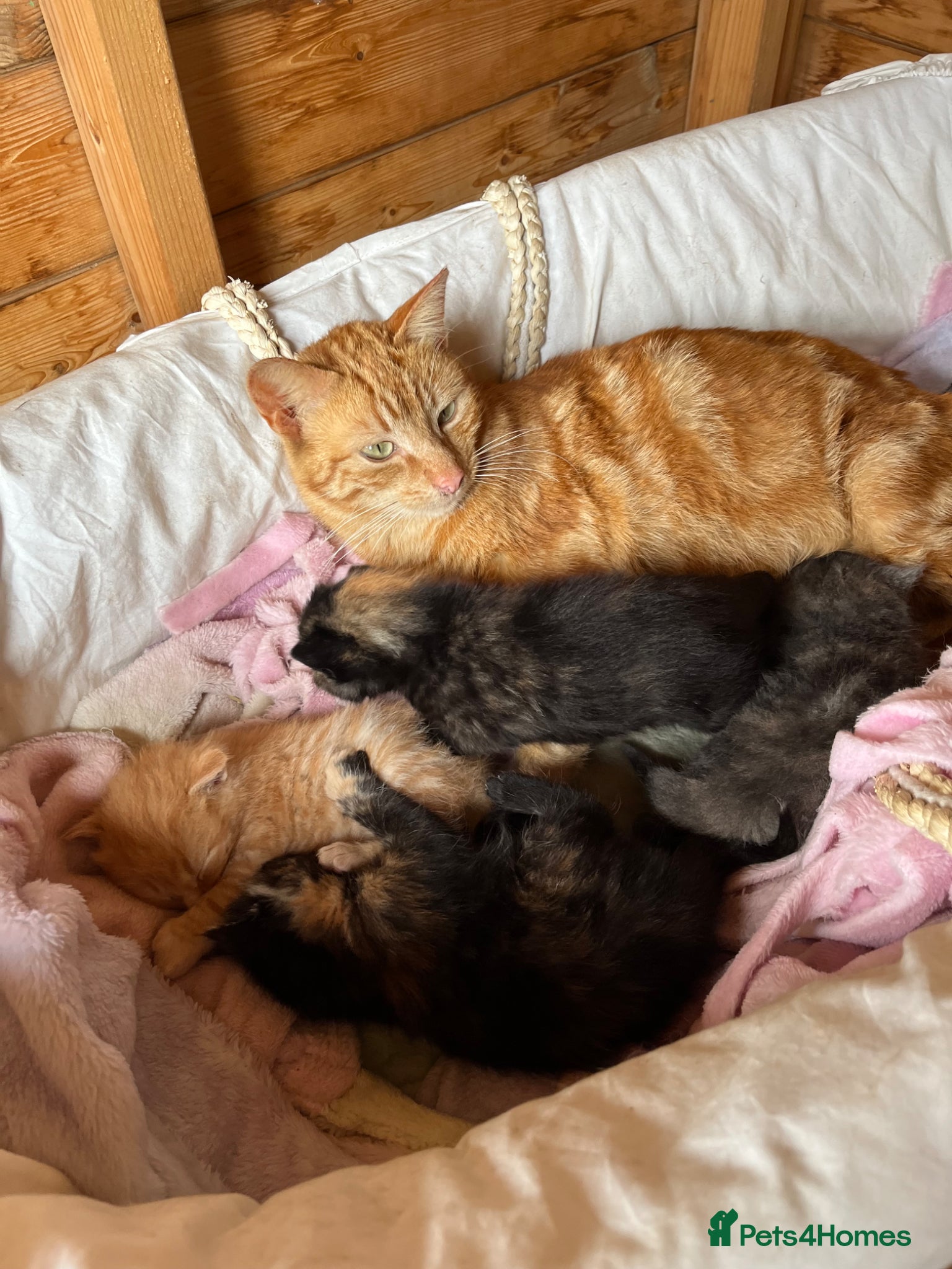 Domestic Shorthair cats Beautiful kittens looking for 5 star forever homes - Advert 6