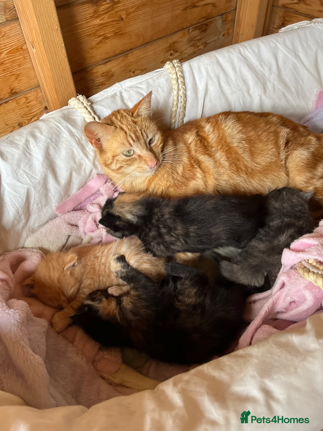 Domestic Shorthair cats for sale: Beautiful kittens looking for 5 star forever homes - Advert 1