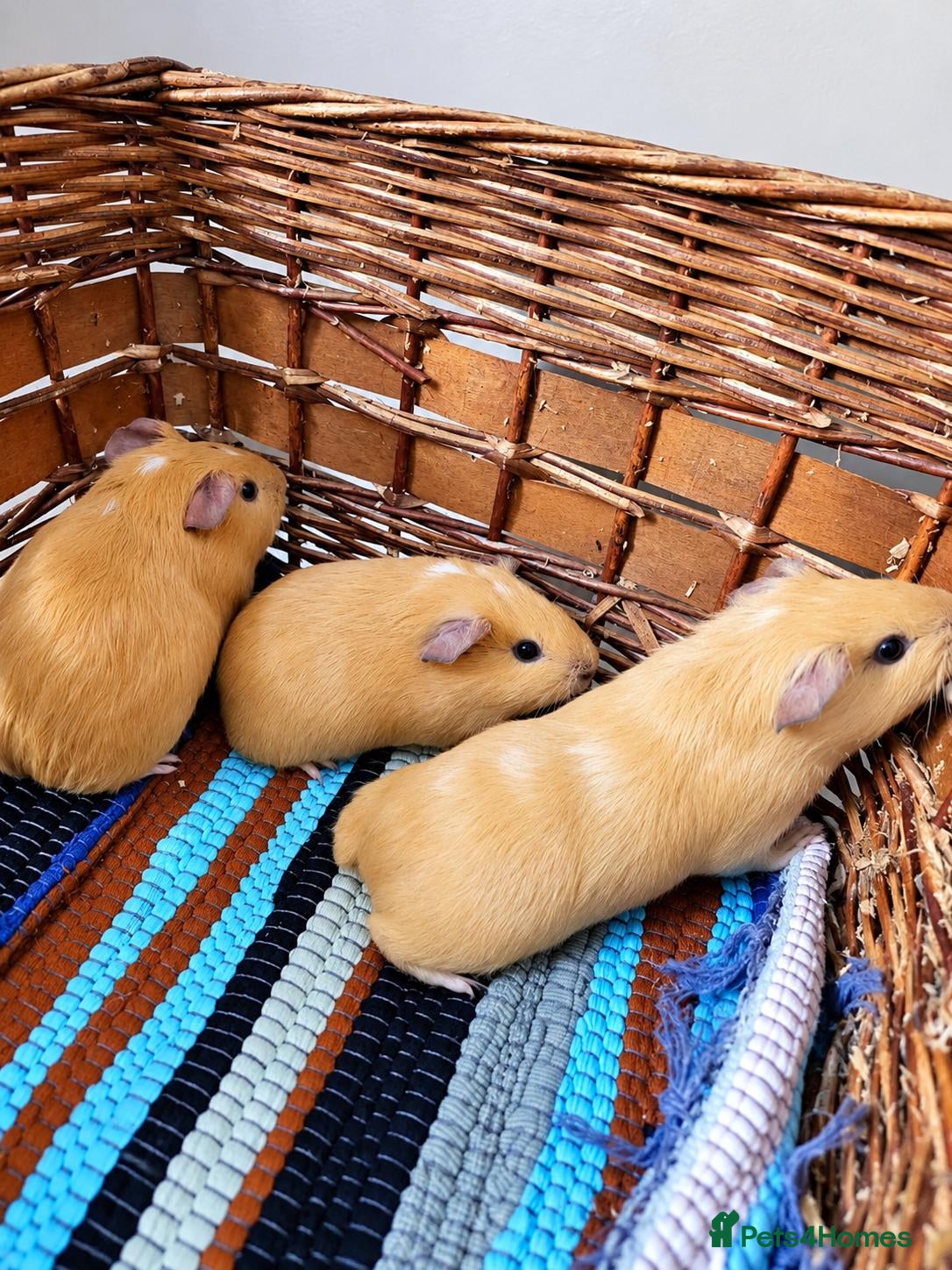 Guinea Pig rodents 🐹 Baby Guinea Pigs 2x Girls 1xBoy 🐹 - Advert 1