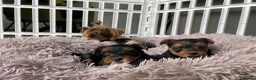 Yorkshire Terrier dogs for sale: KC reg tiny Yorkshire terrier puppies. in Croydon - Advert 3