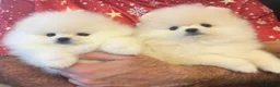 Pomeranian dogs for sale: 2 Beautiful Pomeranian Boys  - Advert 18