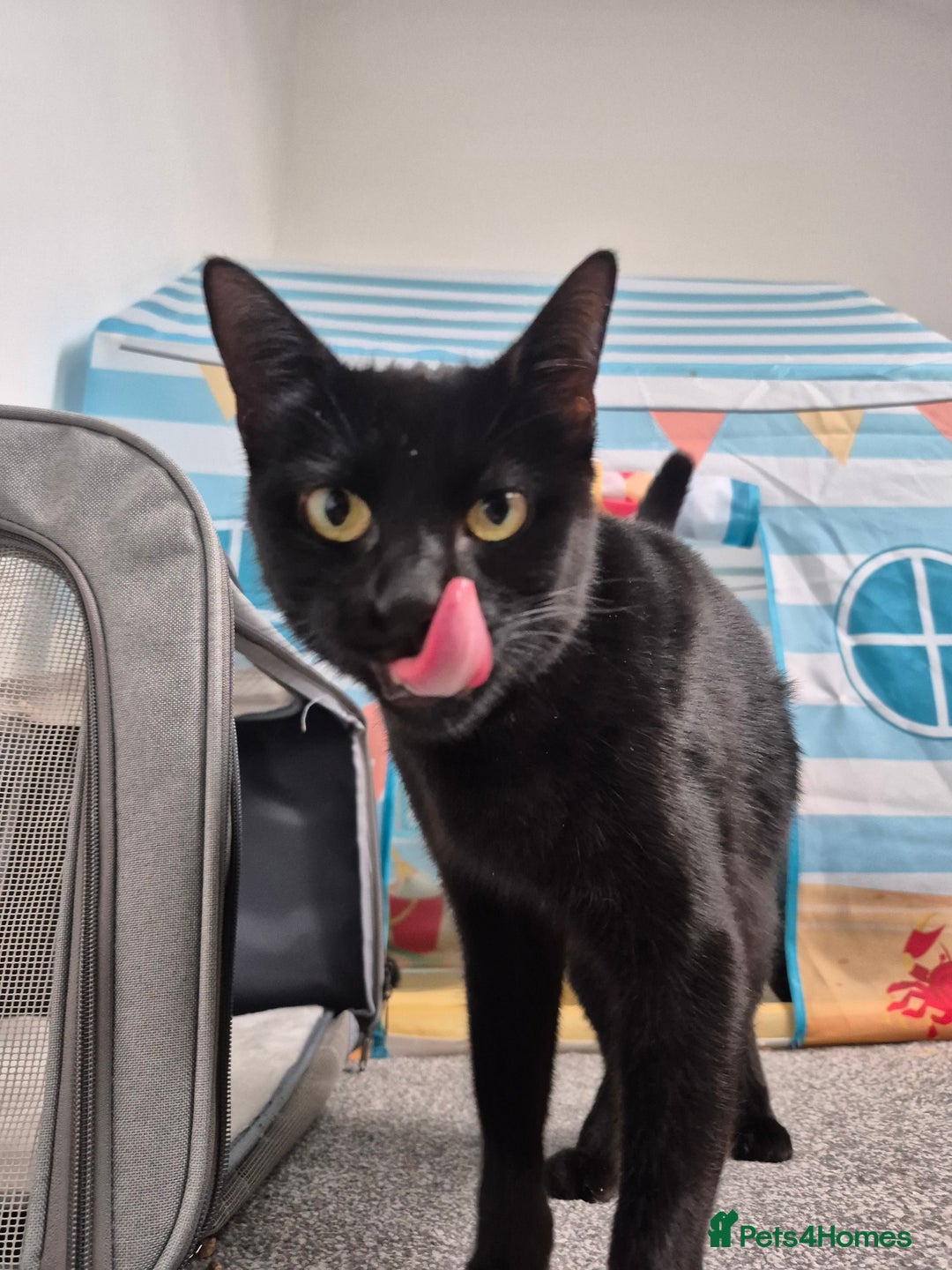 Domestic Shorthair cats for sale: Hi, I'm Jet!  - Image 1