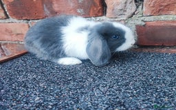 Mini Lop rabbits for sale: Baby mini lop bunnies - Image 9
