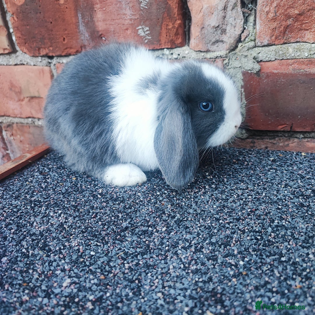 Mini Lop rabbits for sale: Baby mini lop bunnies - Image 9
