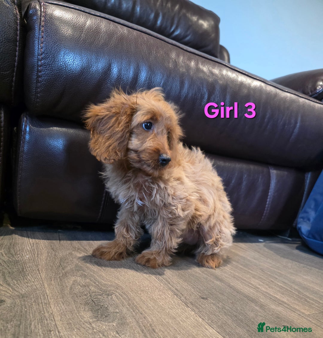 Cockapoo dogs for sale:  Adorable cockapoo pups ready to go 🐶 - Advert 15