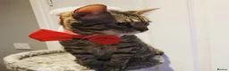 Bengal cats for sale: Bengals for sale  in Wigan - Advert 5