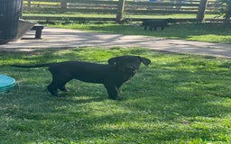 Labrador Retriever dogs for sale: KC Registered Black Labrador Pups 🐾 - Image 31