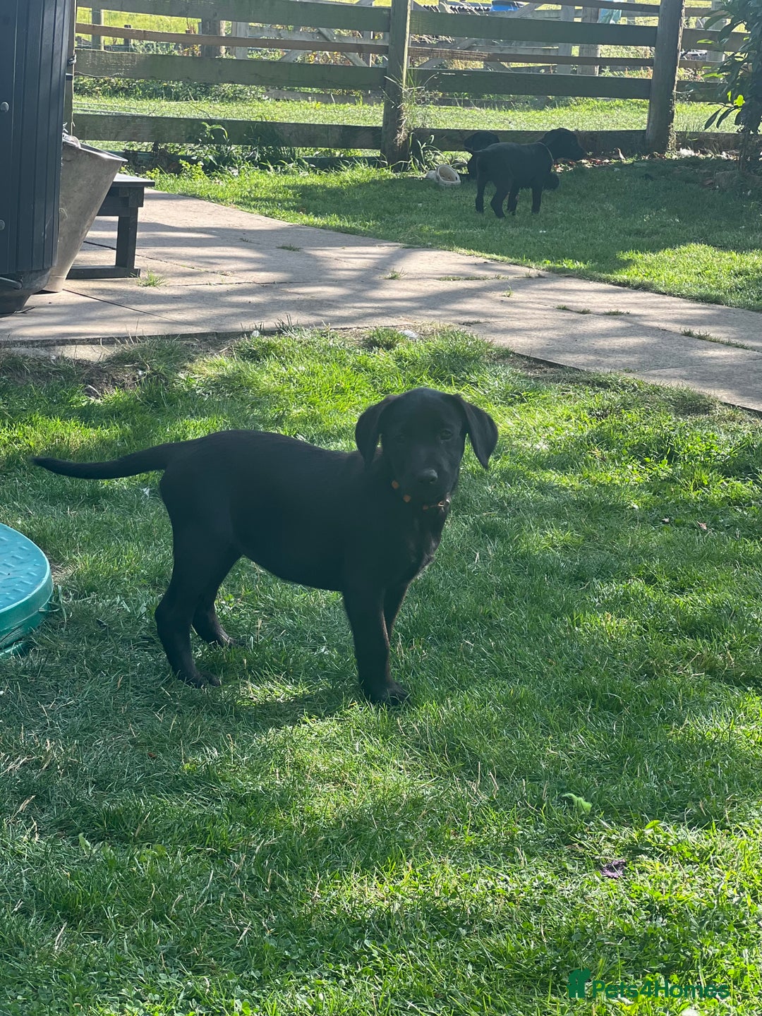 Labrador Retriever dogs for sale: KC Registered Black Labrador Pups 🐾 - Image 31