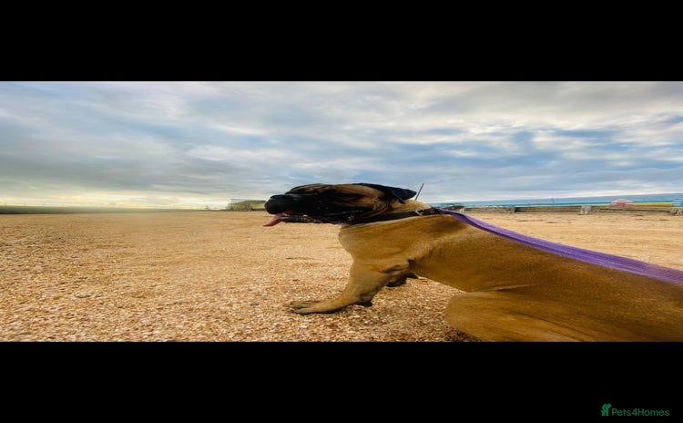 Mixed Breed dogs - Advert 1