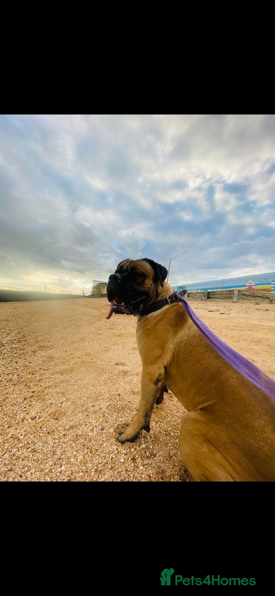 Mixed Breed dogs for sale: bullmastiff mix for sale - Image 1