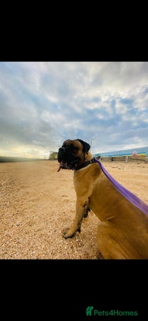 Mixed Breed dogs - Advert 1