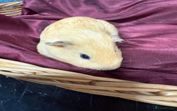 Guinea Pig rodents for sale: Adorable baby Guinea Pigs for loving homes  - Image 8