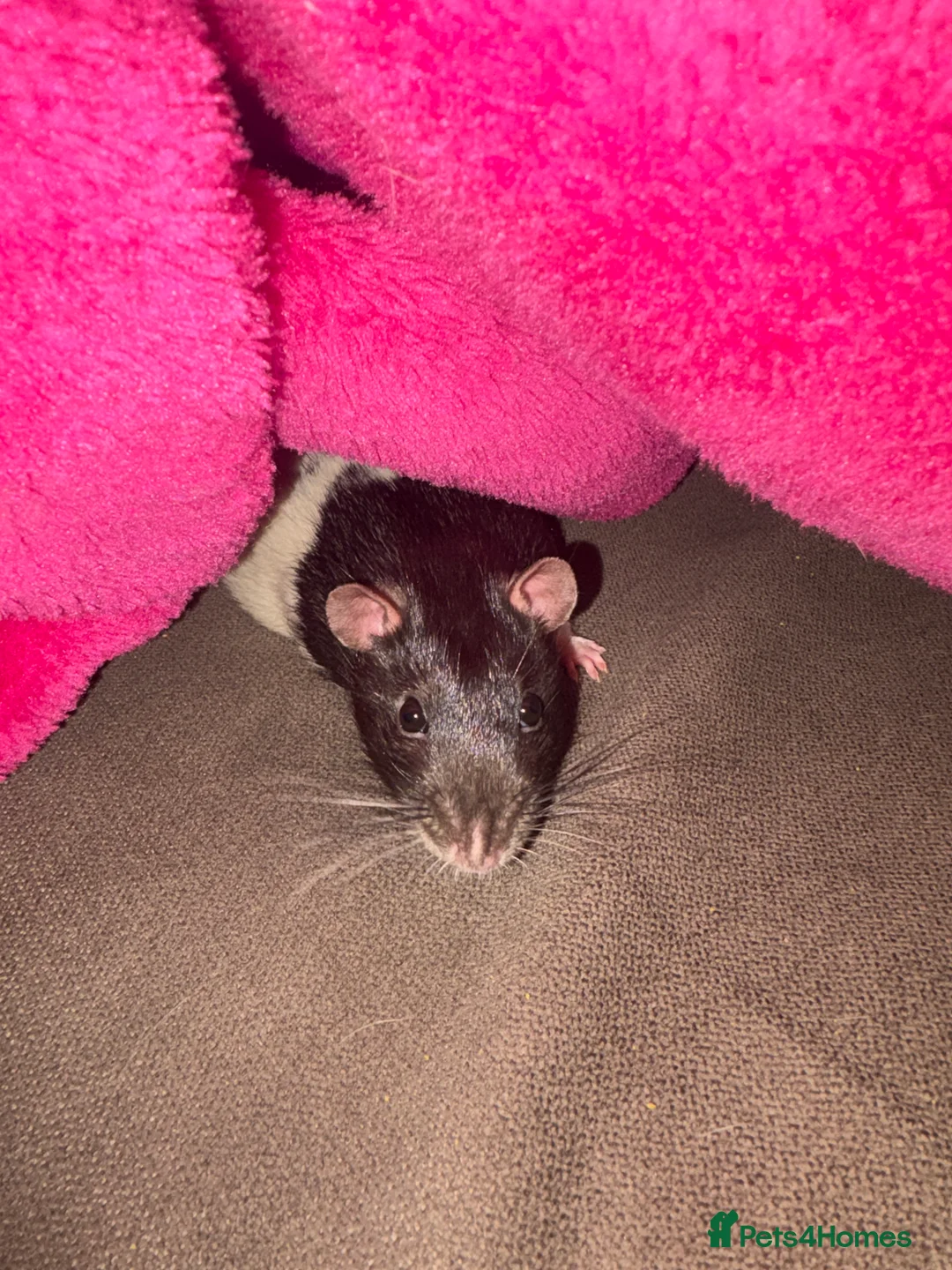 Rat rodents for sale: Luffy and Splinter are looking for a good family - Advert 3