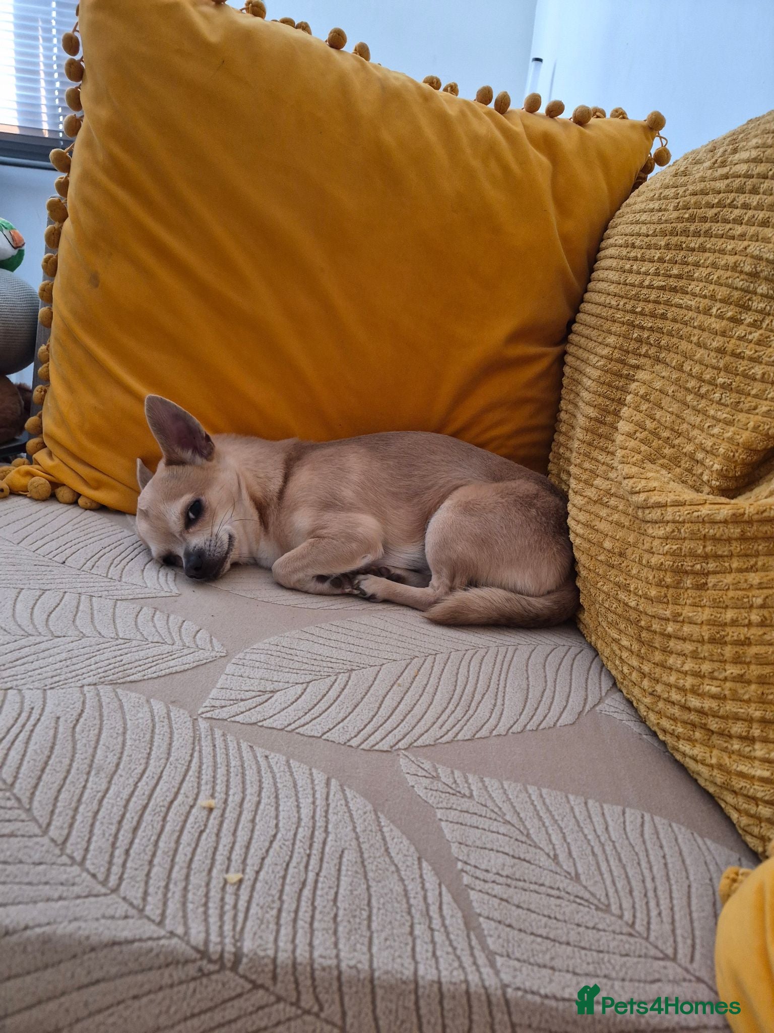 Chihuahua dogs Male chihuahua 3 years old - Advert 8