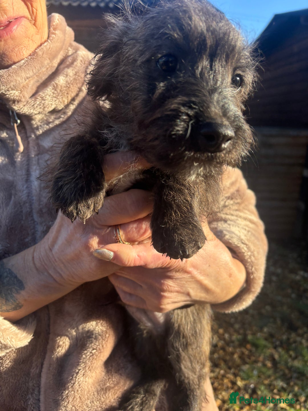 Jackapoo dogs for sale: Jackapoo Puppies for sale 🐶🐾 - Advert 8
