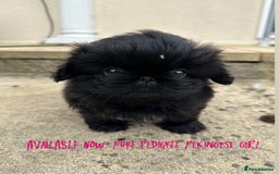 Pekingese dogs for sale: LAST PEKINGESE GIRL AVAILABLE FULLY VACCINATED - Image 11