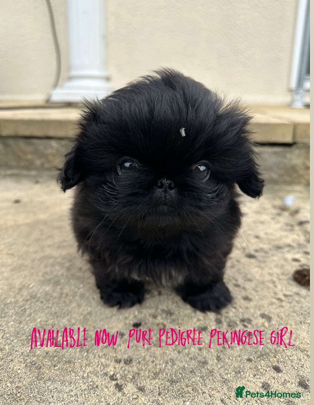Pekingese dogs for sale: LAST PEKINGESE GIRL AVAILABLE FULLY VACCINATED - Image 11