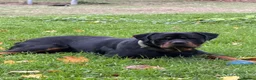 Rottweiler dogs for sale: Riicco - Advert 11