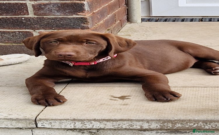 Labrador Retriever dogs - Advert 1