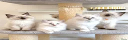 Ragdoll cats for sale: 1 Girl & 2 Boys - TICA Registered - Cuddly, Gentle - Advert 21