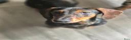 Dachshund dogs for sale: Tavern is a lovely girl with lots of personality - Advert 2
