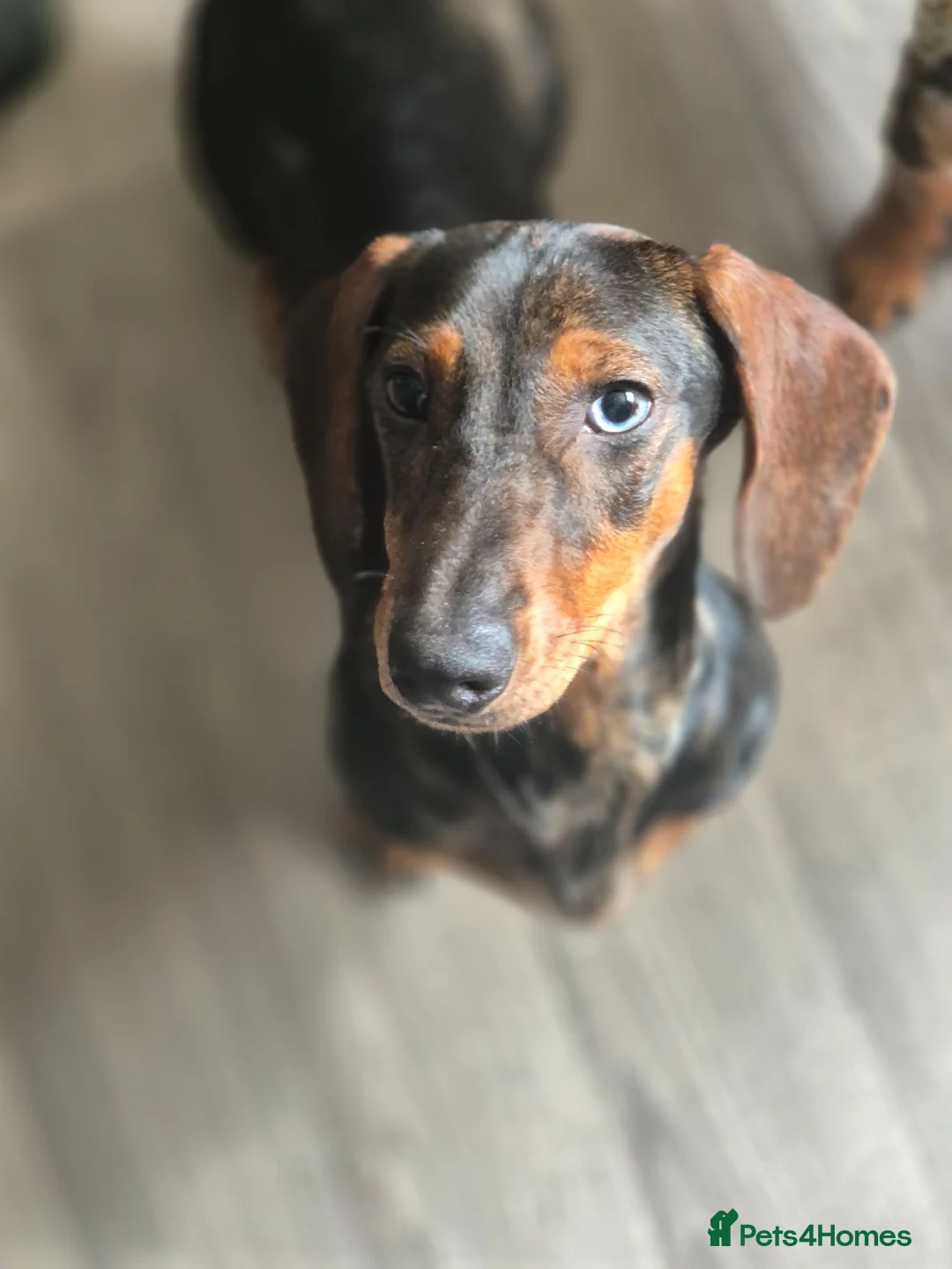 Dachshund dogs for sale: Tavern is a lovely girl with lots of personality - Advert 2