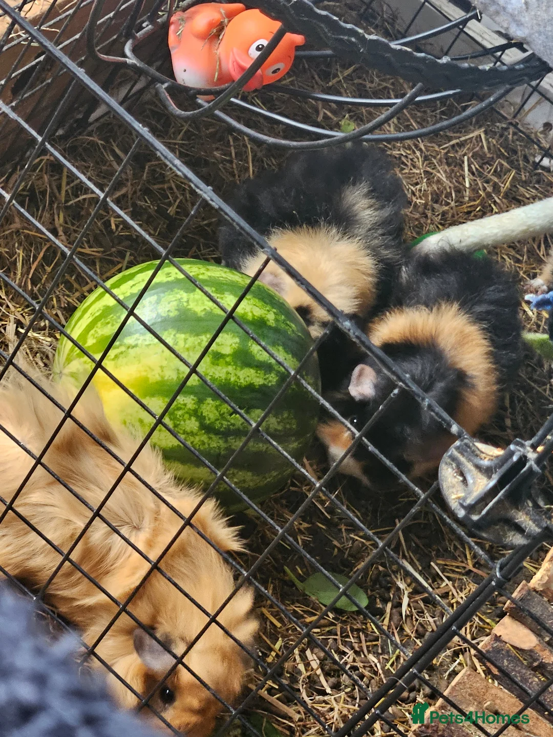 Guinea Pig rodents for sale: Guniea Pigs  in Larbert - Advert 15