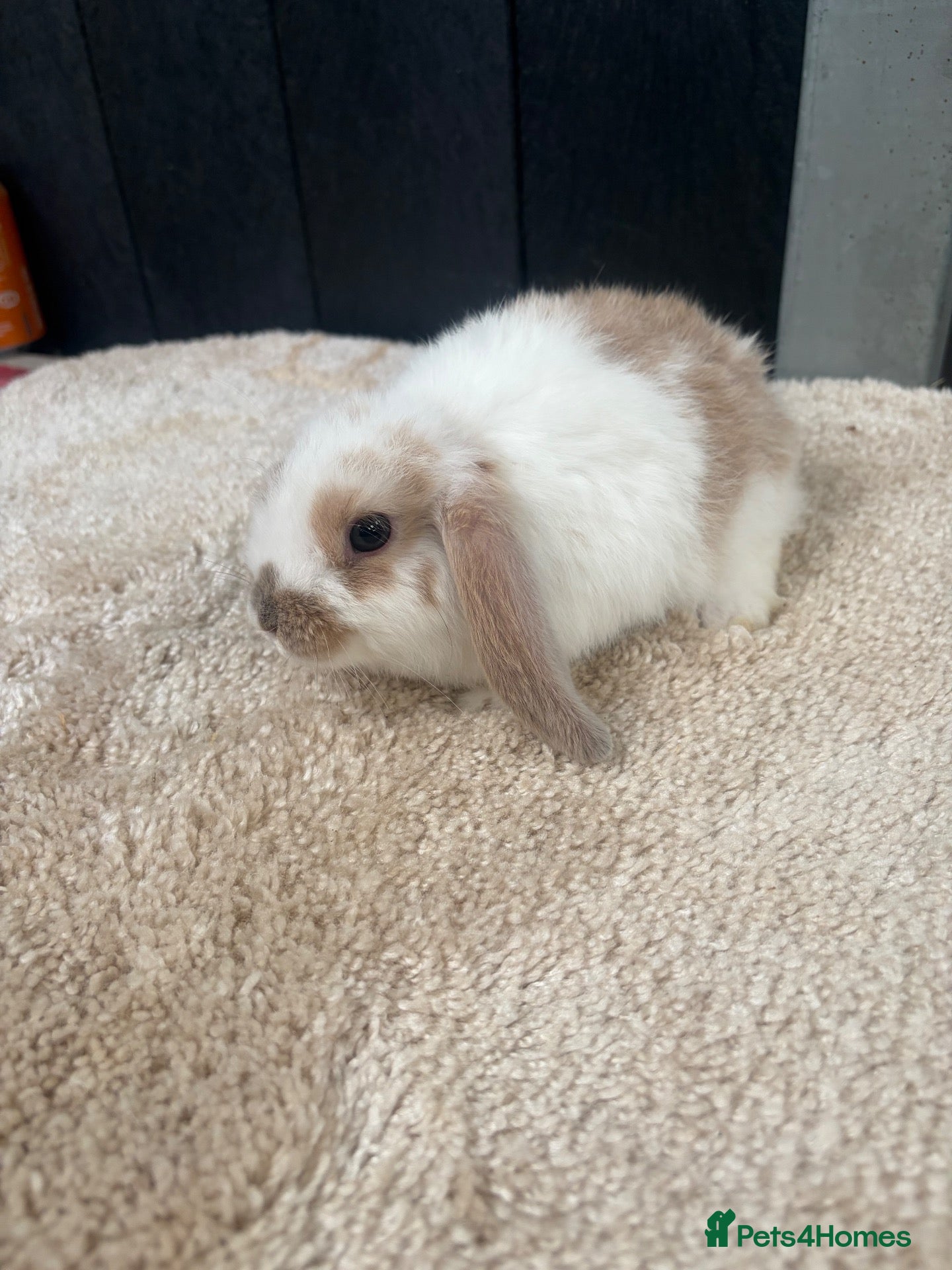 Mini Lop rabbits Stunning bunnies  - Advert 2