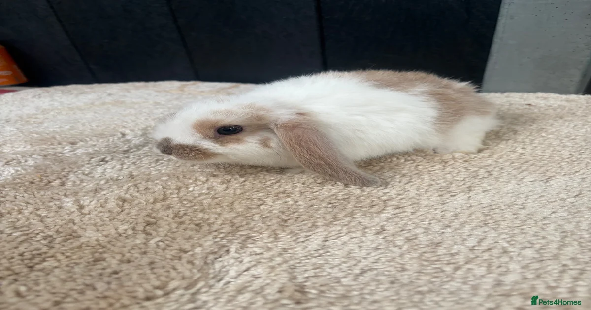 Mini Lop Rabbits for Sale for sale in Brierley Hill, West Midlands ...