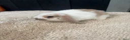 Mini Lop rabbits for sale: Stunning bunnies  - Advert 1
