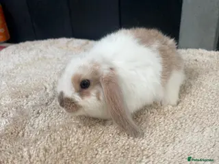 Mini Lop rabbits Stunning bunnies - Advert 2
