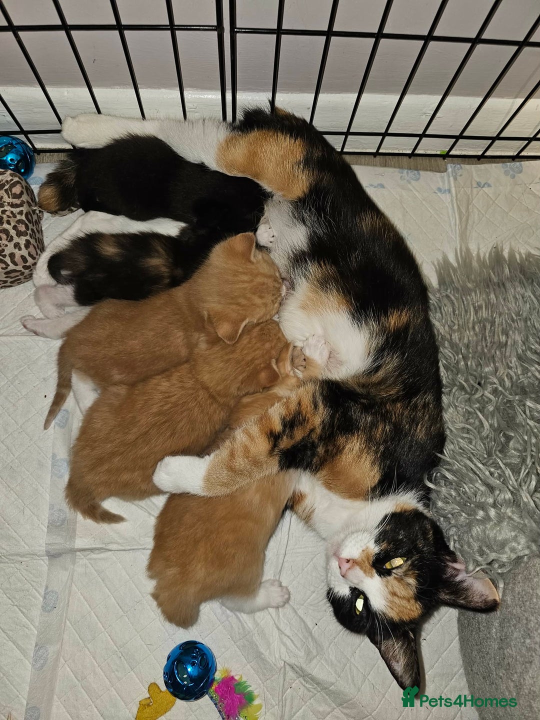 Mixed Breed cats for sale: 5 very beautiful kittens  - Advert 10