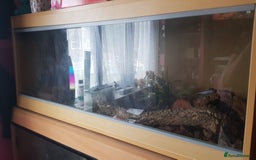 Python Snake reptiles for sale: Banana Pinstripe Ball Python + Enclosure - Image 4