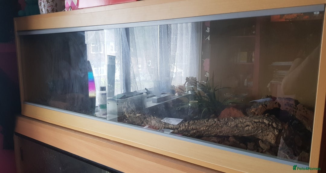 Python Snake reptiles for sale: Banana Pinstripe Ball Python + Enclosure - Image 4