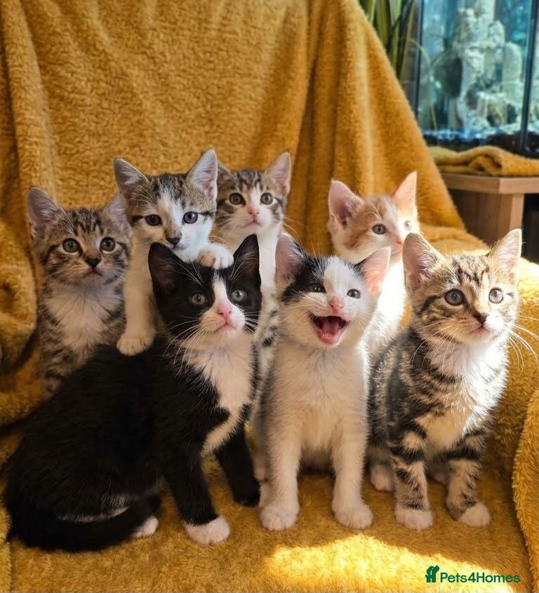 Mixed Breed cats  Ready to go to their forever homes - Advert 2