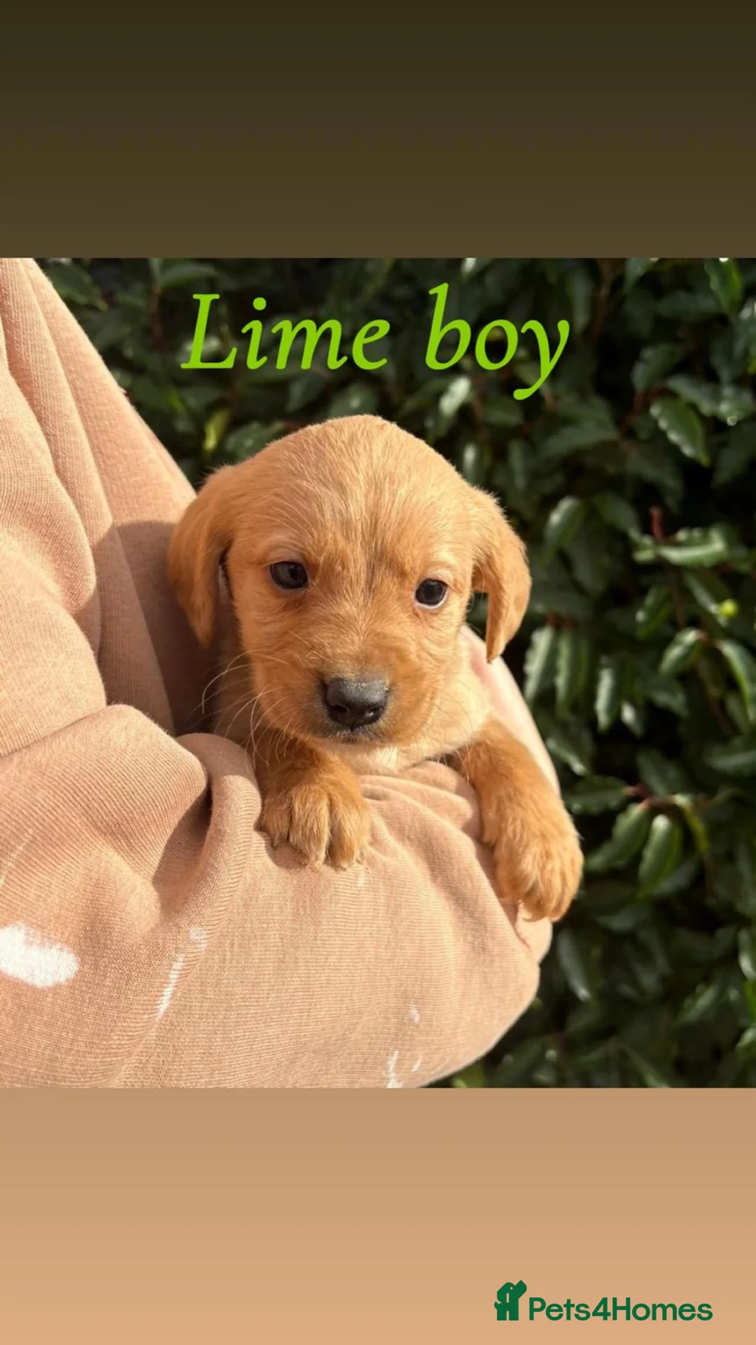 Cockerdor dogs for sale: Labrador x cocker spaniel pups - Advert 10