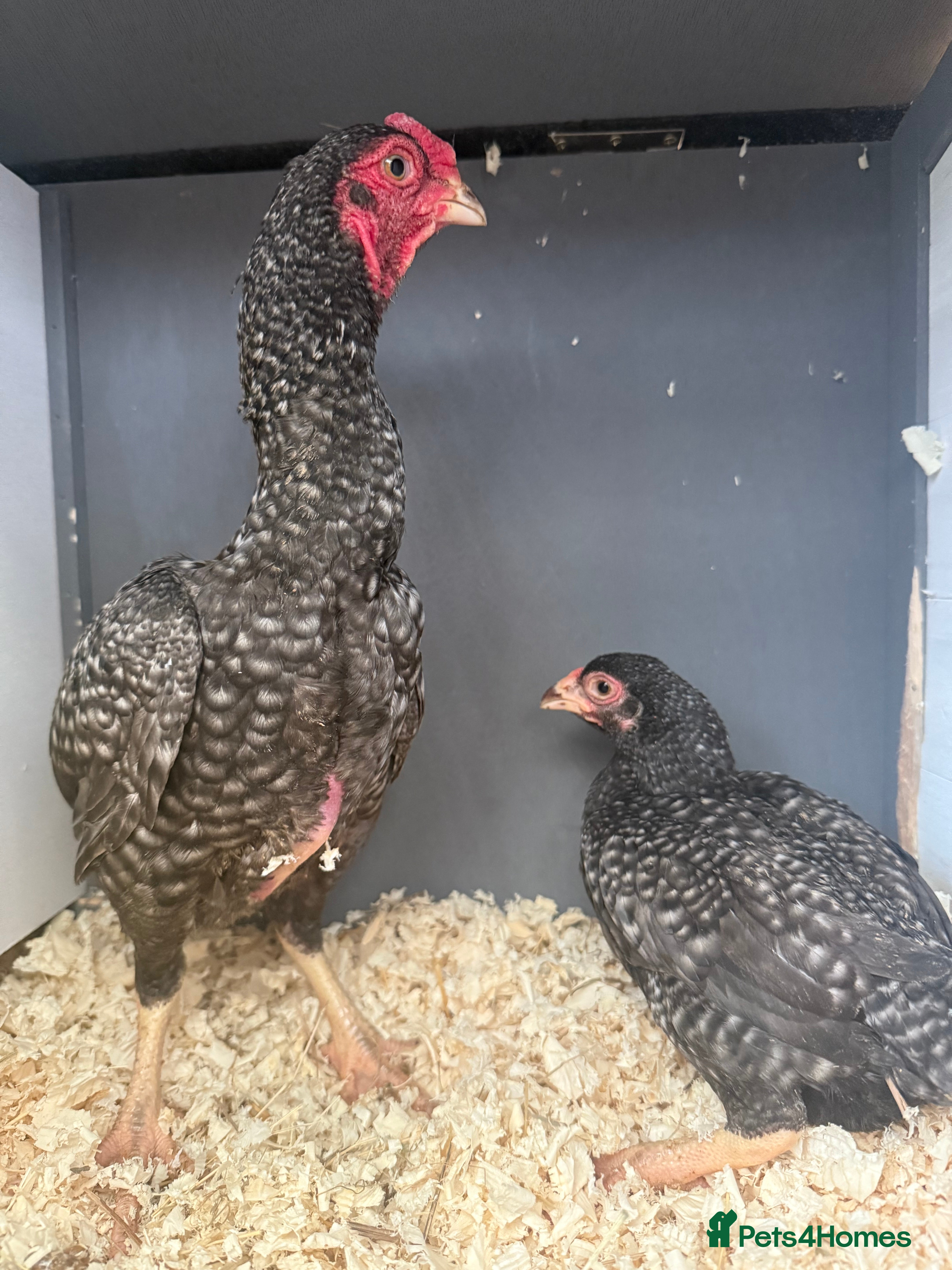 Chickens poultry Young KO pairs  - Advert 10