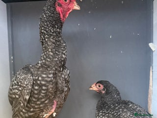 Chickens poultry Young KO pairs - Advert 10