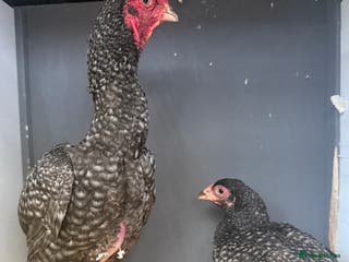 Chickens poultry Young KO pairs - Advert 7