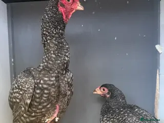 Chickens poultry Young KO pairs - Advert 12