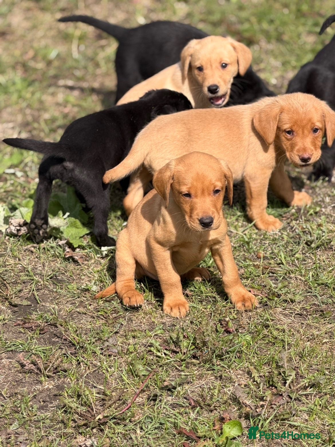 Labrador Retriever dogs 7 gorgeous kc Labrador puppies - Advert 2