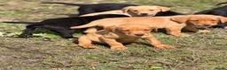 Labrador Retriever dogs for sale: 7 gorgeous kc Labrador puppies - Advert 5