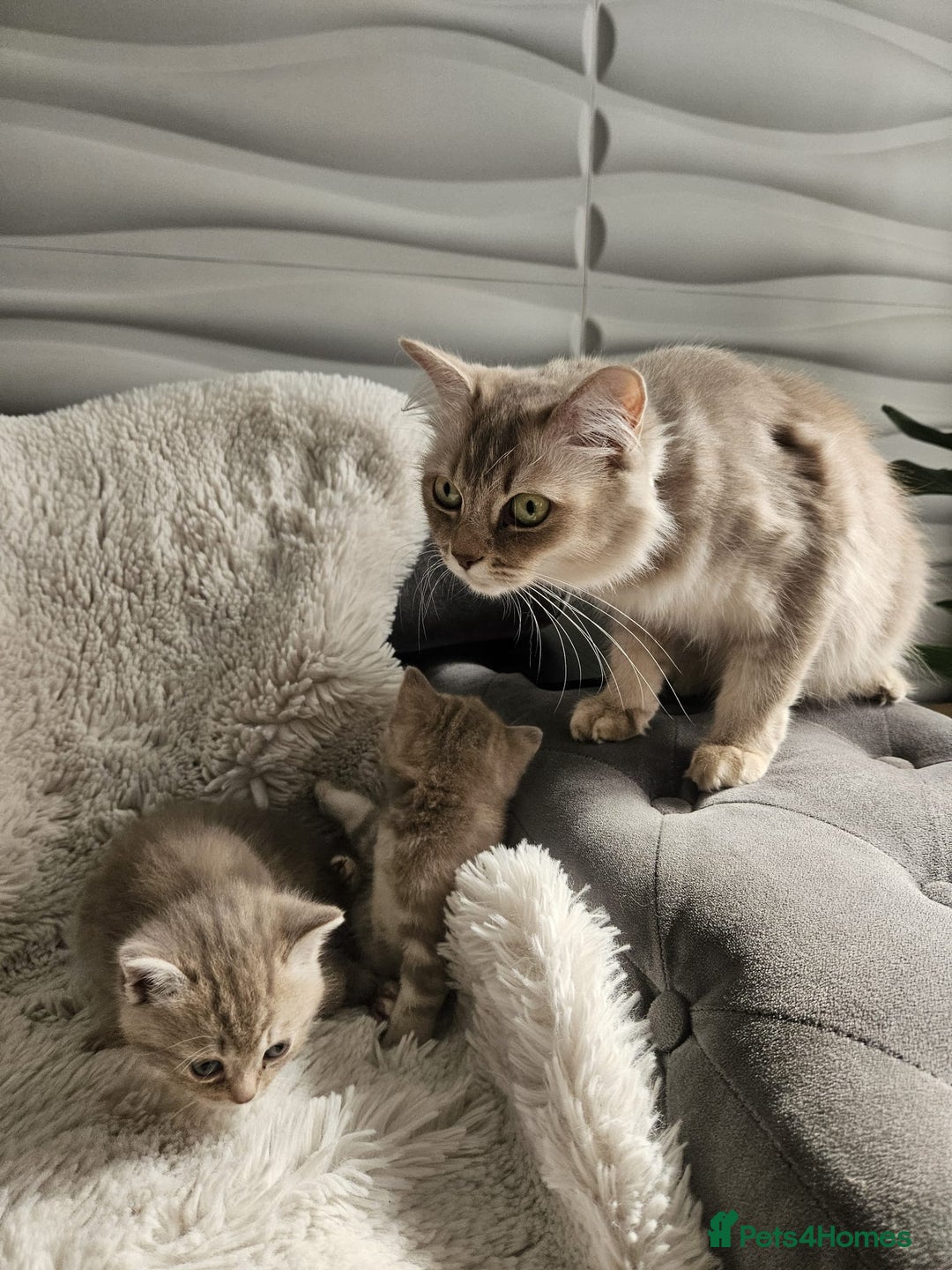Burmese cats for sale: Beautiful Burmese x British kittens for sale 🤍  - Image 14