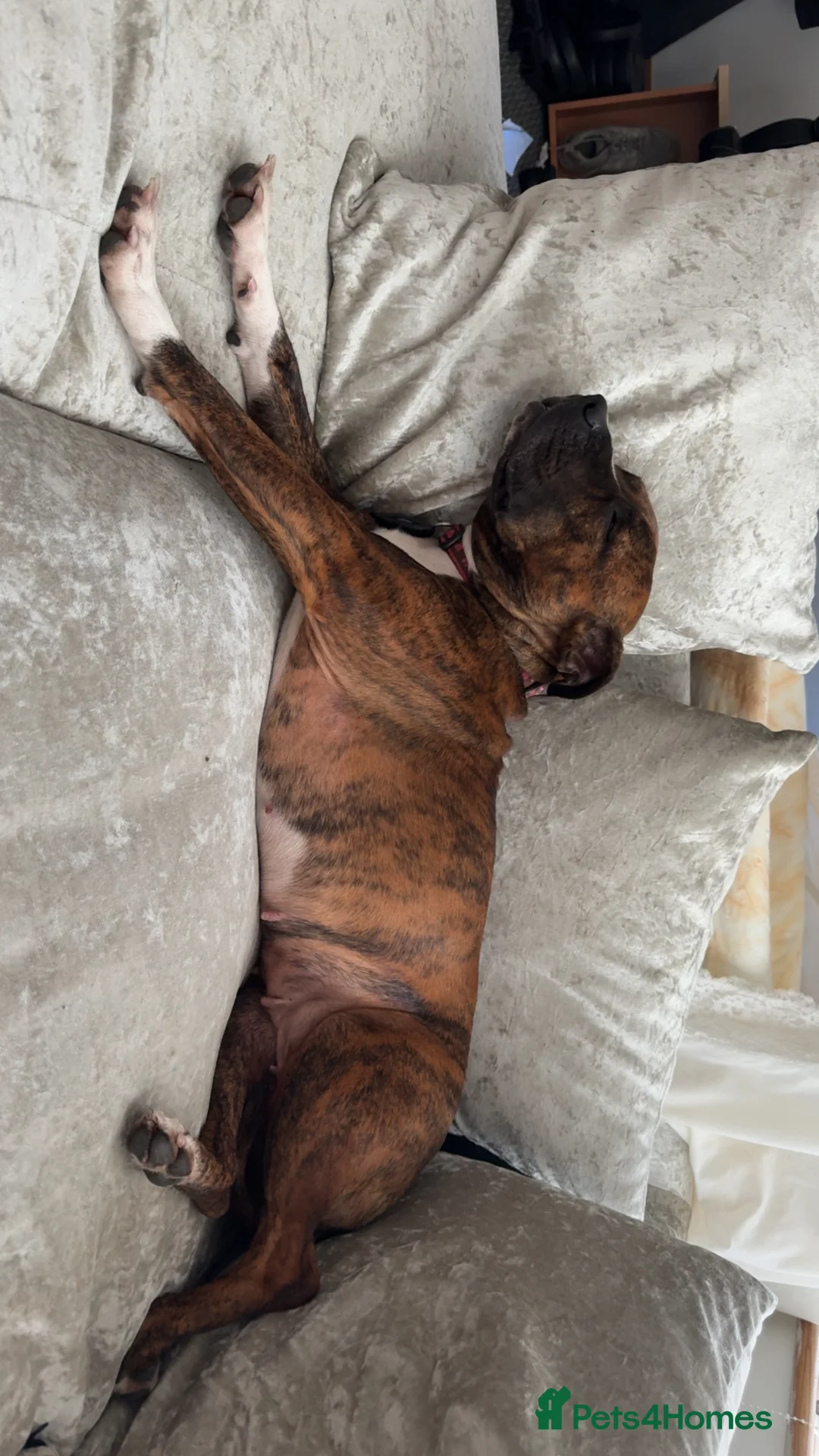 Mixed Breed dogs for sale: Staffy mix  - Advert 2